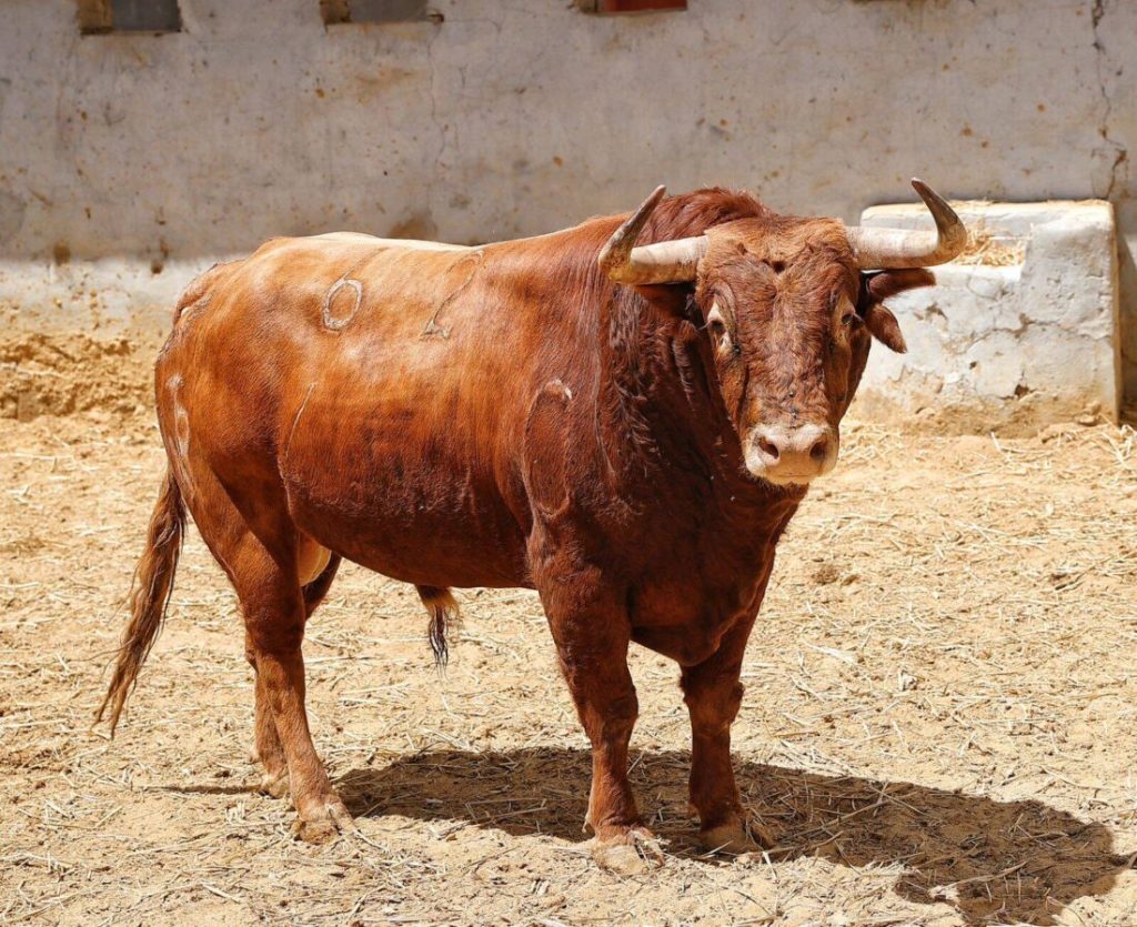 Seis toros de diferentes ganaderías para la mixta de esta tarde en Córdoba