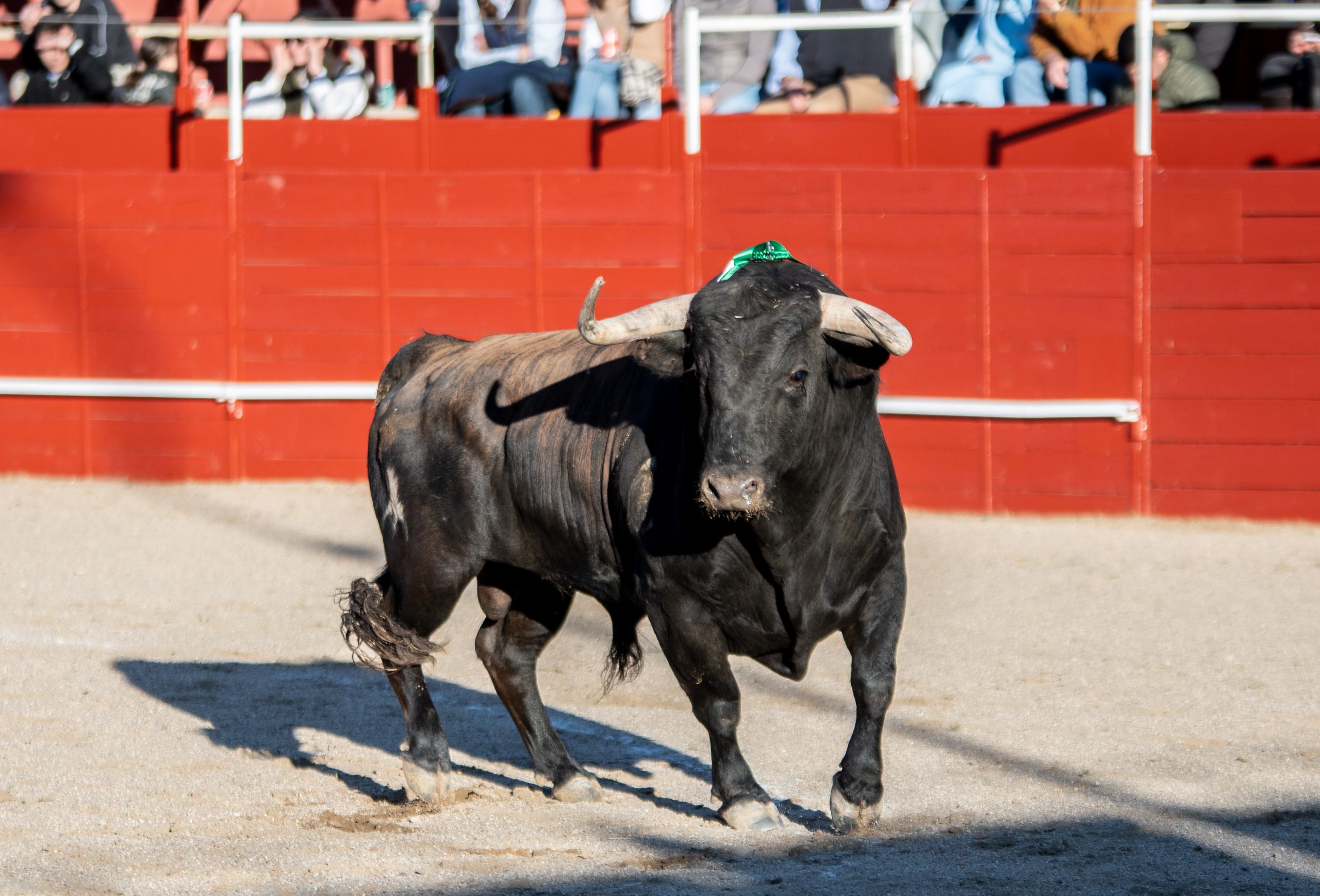 La Fundación Toro de Lidia continúa apostando por el desarrollo y la difusión de la tauromaquia en Extremadura