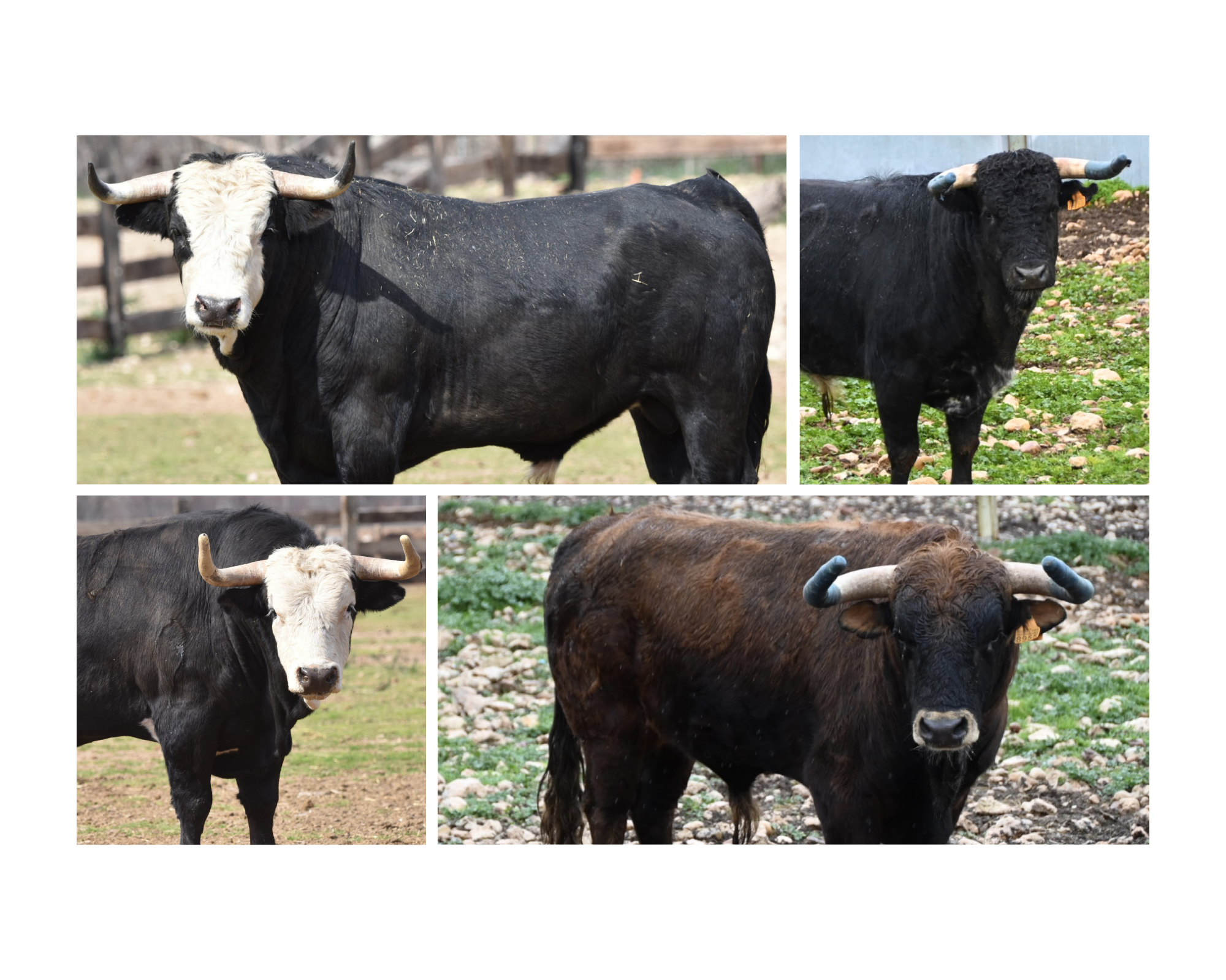 El Circuito de Madrid da el pistoletazo de salida este sábado en Valdilecha