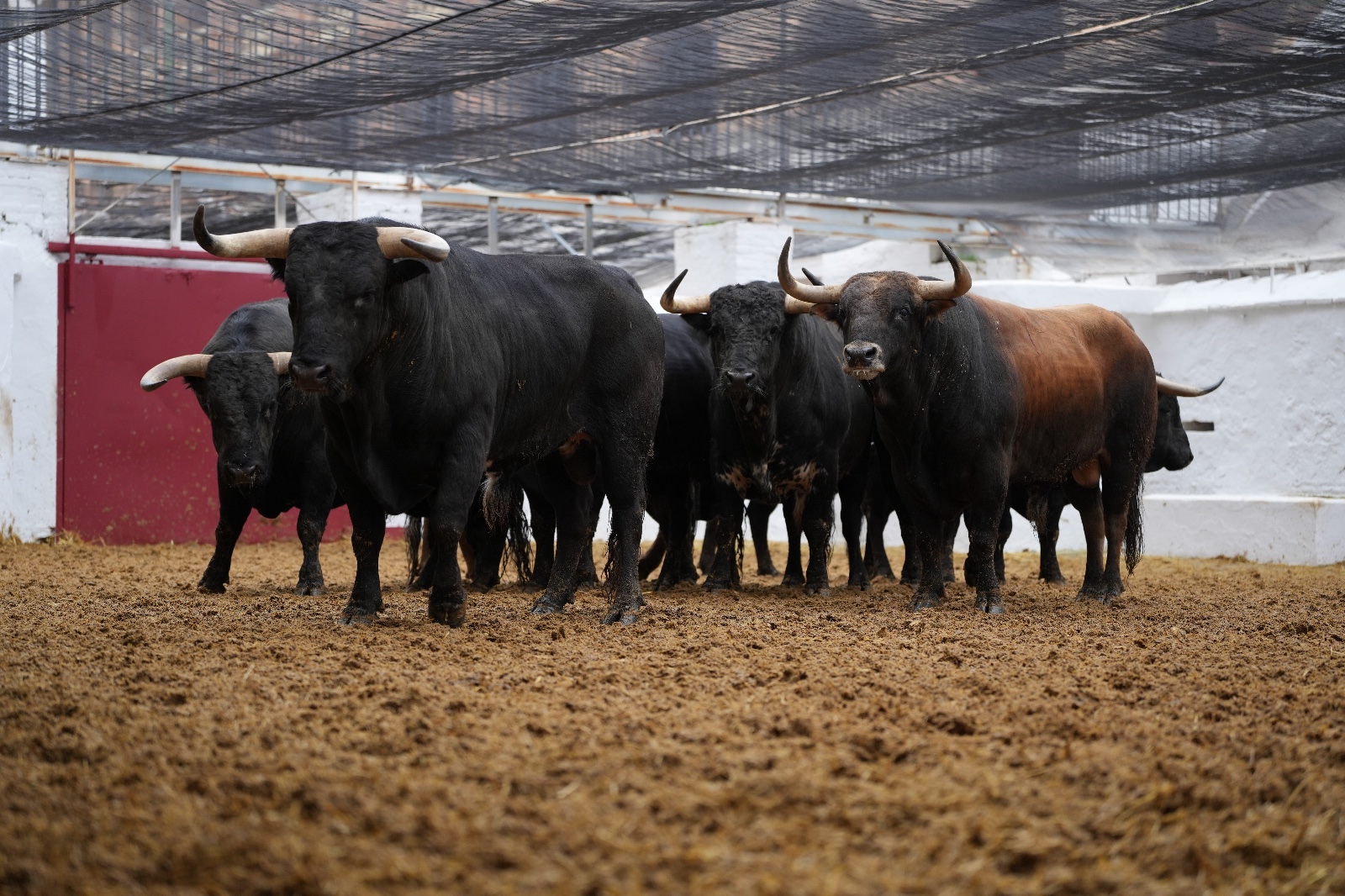 Enchiquerados los seis de Juan Pedro Domecq para esta tarde en Valencia