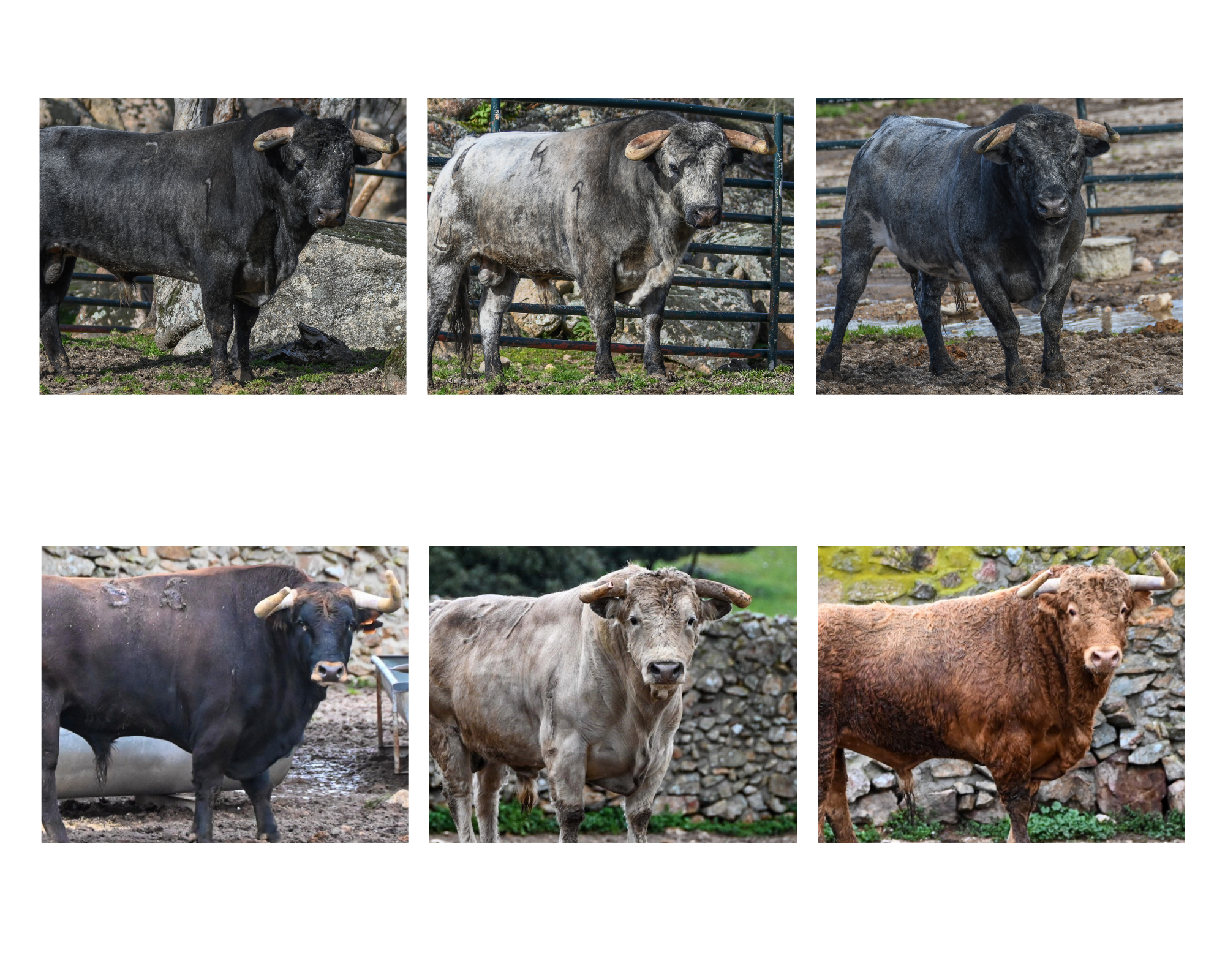 El duelo ganadero de Flor de Jara y Cerrolongo abre la Copa Chenel