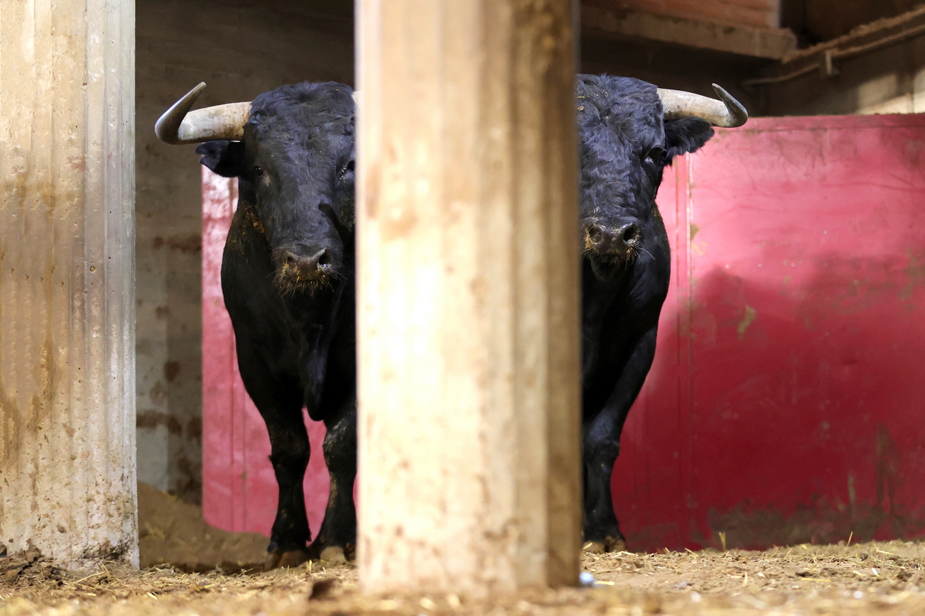 Dos de Castillejo de Huebra y cuatro de José Manuel Sánchez cierran la feria de San Jorge