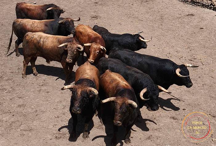 “Ratón”, de José Luis Pereda, abrirá la tarde en el Coso de San Albín