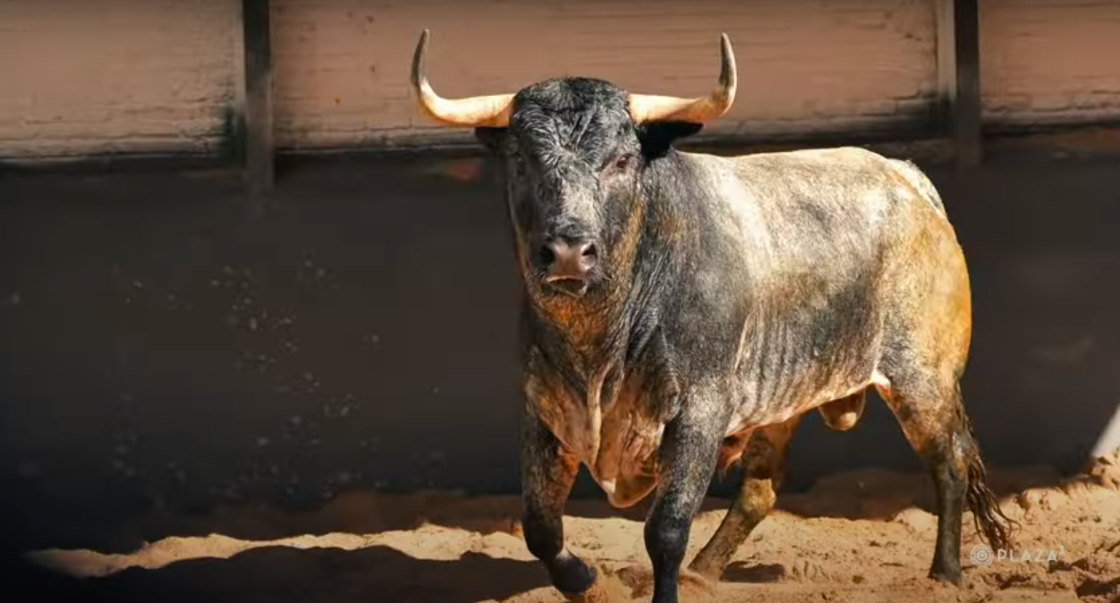 Los toros de Saltillo para este domingo ya están en Las Ventas