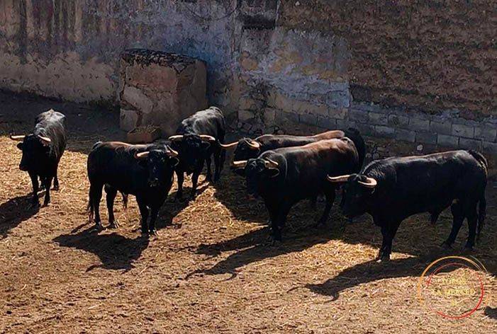 Sorteados los toros de la ganadería de Salvador Domecq, para la primera corrida de abono de la ‘Feria de Primavera’ de Mérida