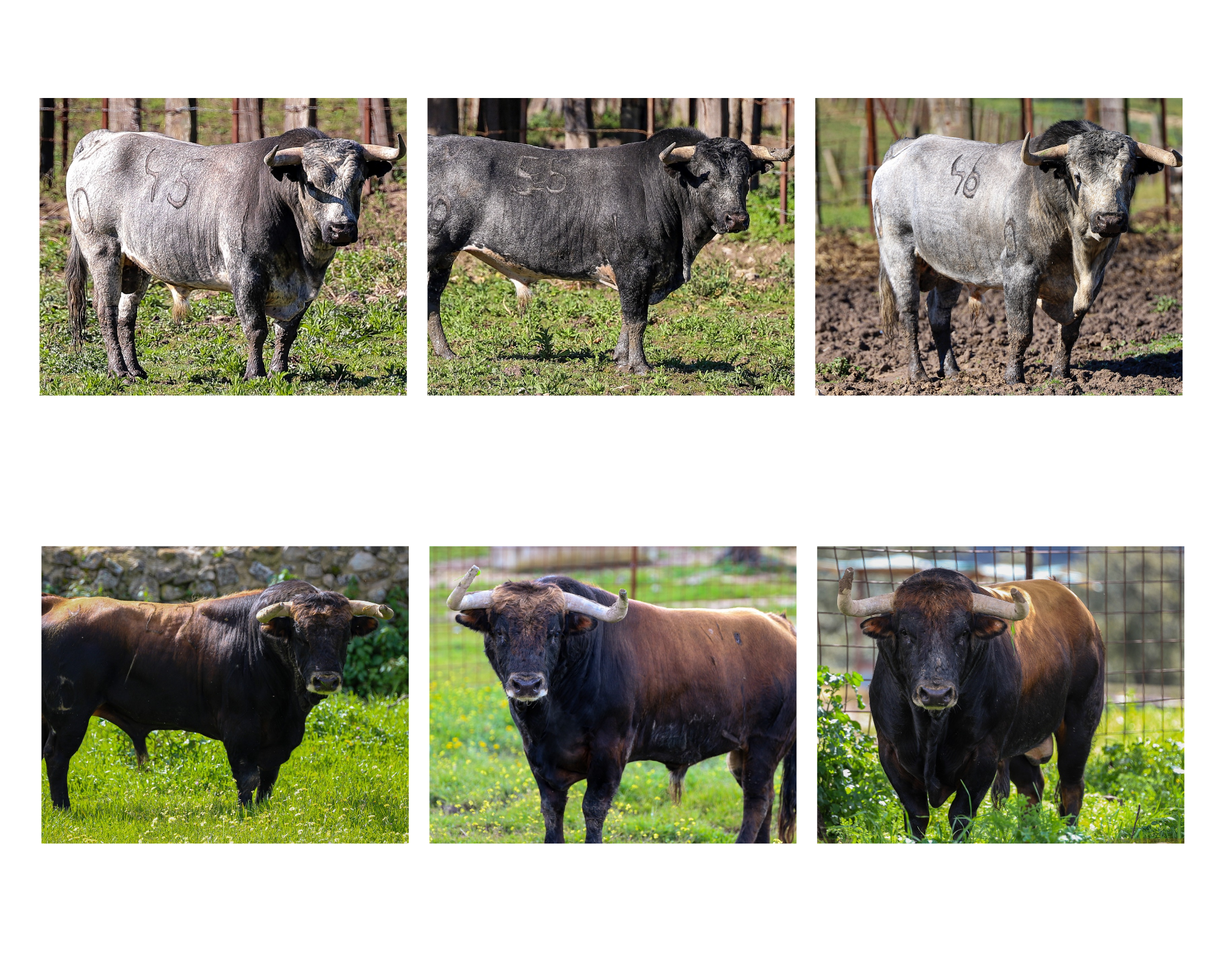 Así son los de Ana Romero y Luis Algarra para Alalpardo