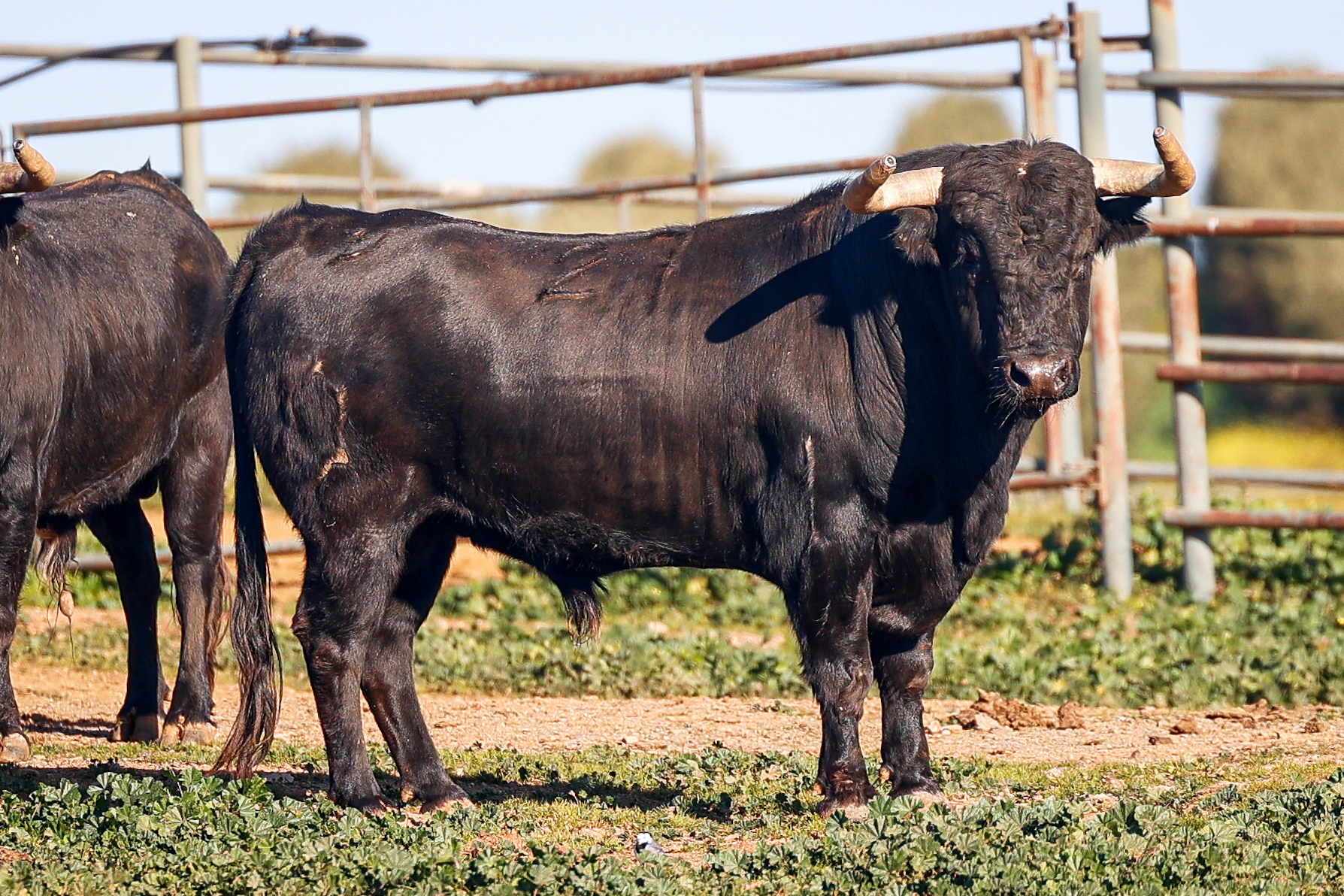 Jandilla: Tronío para el regreso de Roca Rey a Arles