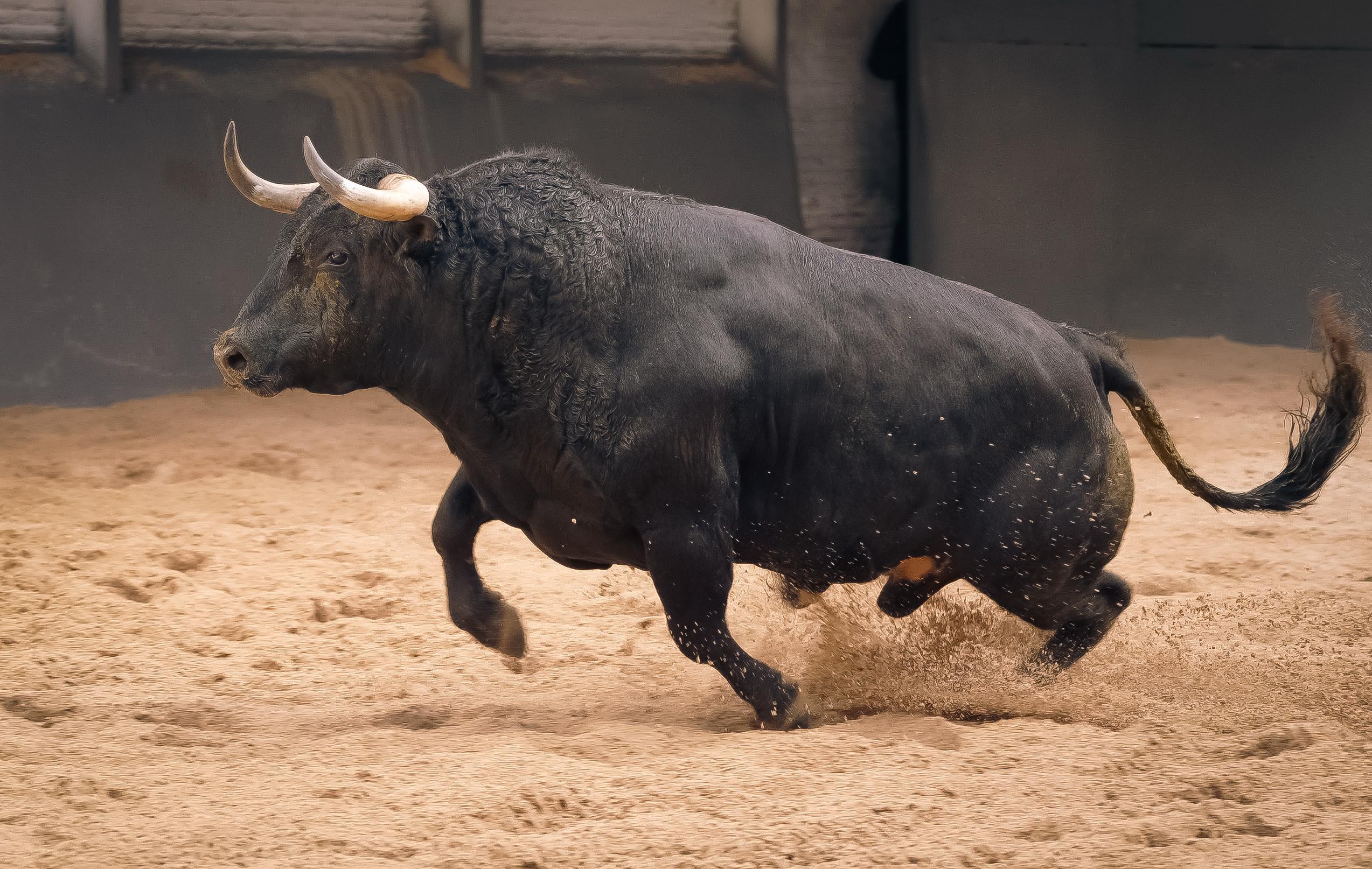 Los toros de Valdellán han viajado en la mañana de hoy del campo leonés hasta los corrales de Las Ventas