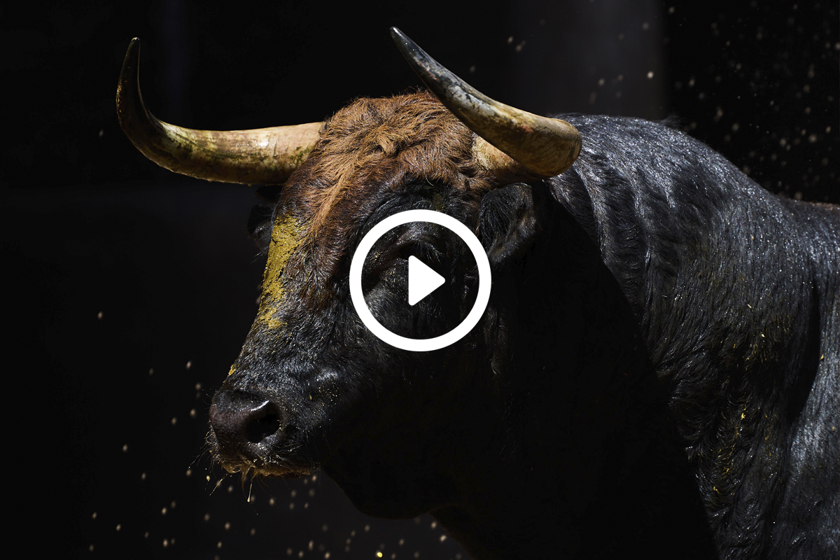 De "Bullidor" a "Andaluz", los seis de Fermín Bohórquez para esta tarde en Sevilla