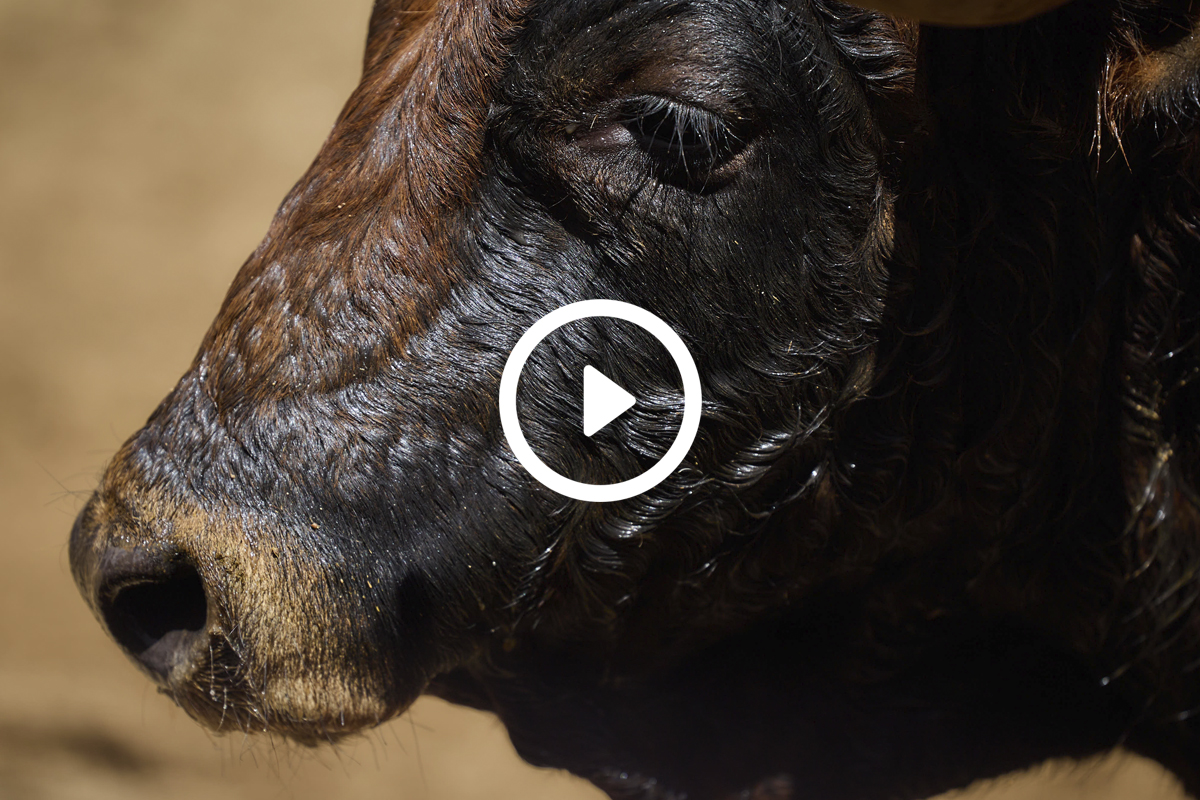 Seis de Jandilla y Vegahermosa para esta tarde en Sevilla