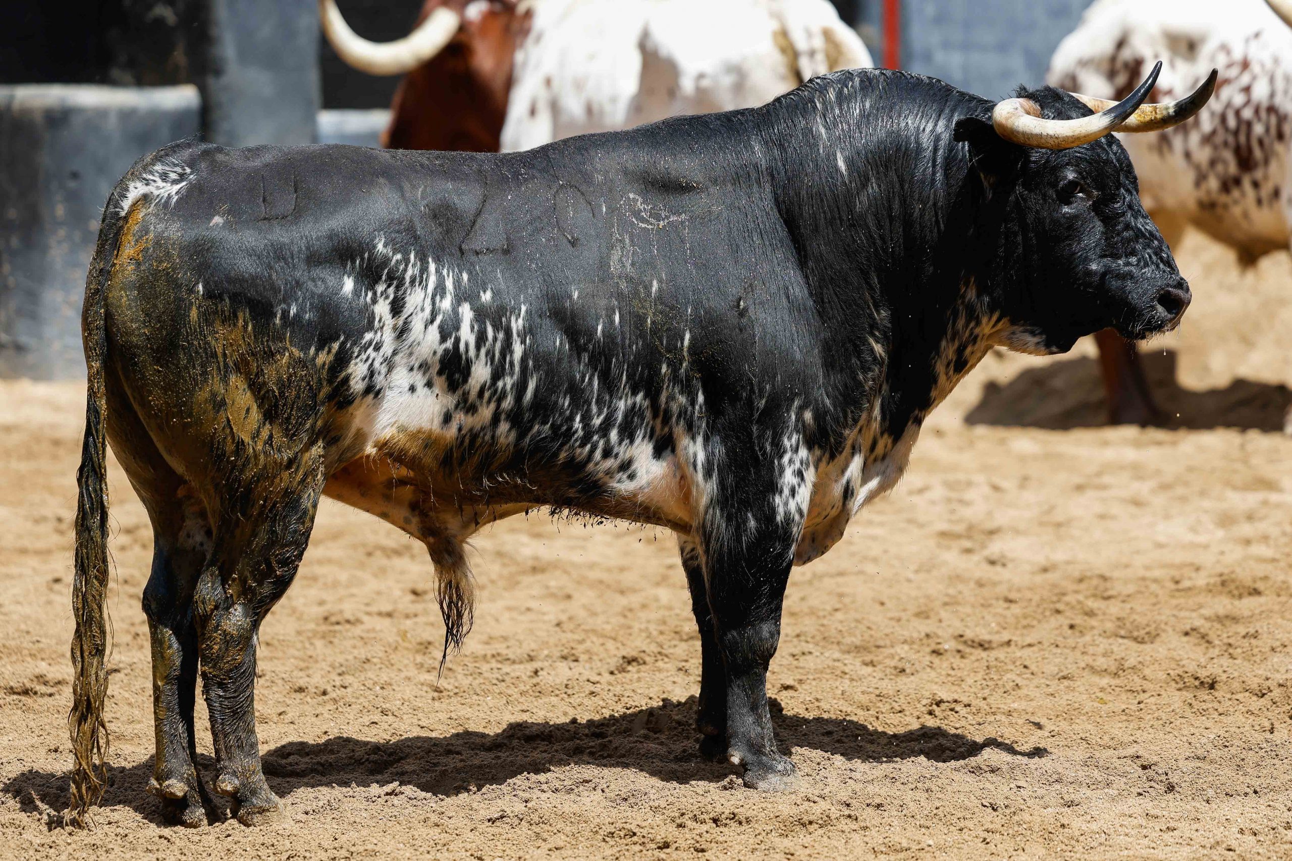 Seis de Victoriano del Río y Toros de Cortés para esta tarde en Sevilla