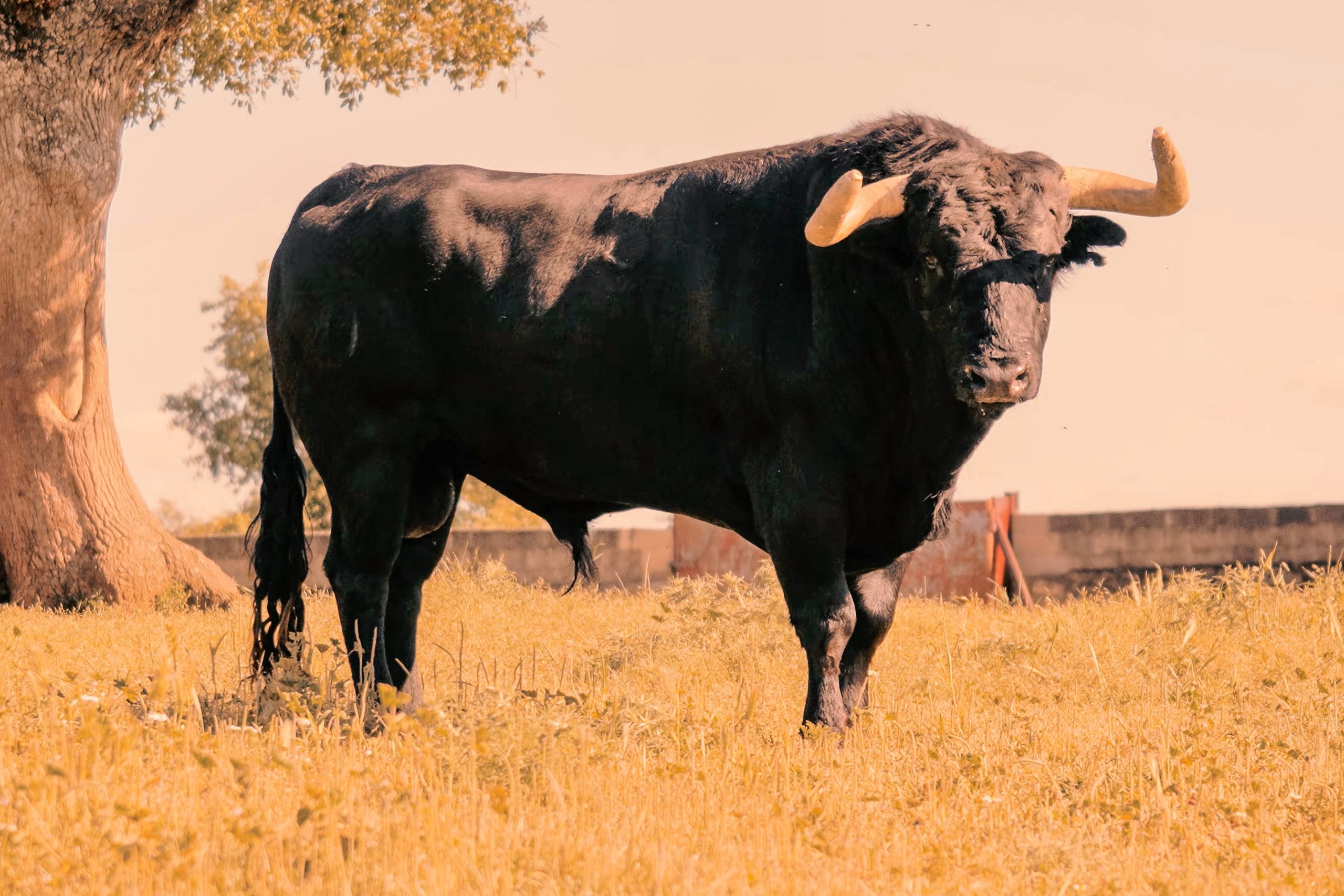 José Enrique Fraile, ante la corrida concurso de Ávila: "Festejos como estos te dan categoría como ganadero"
