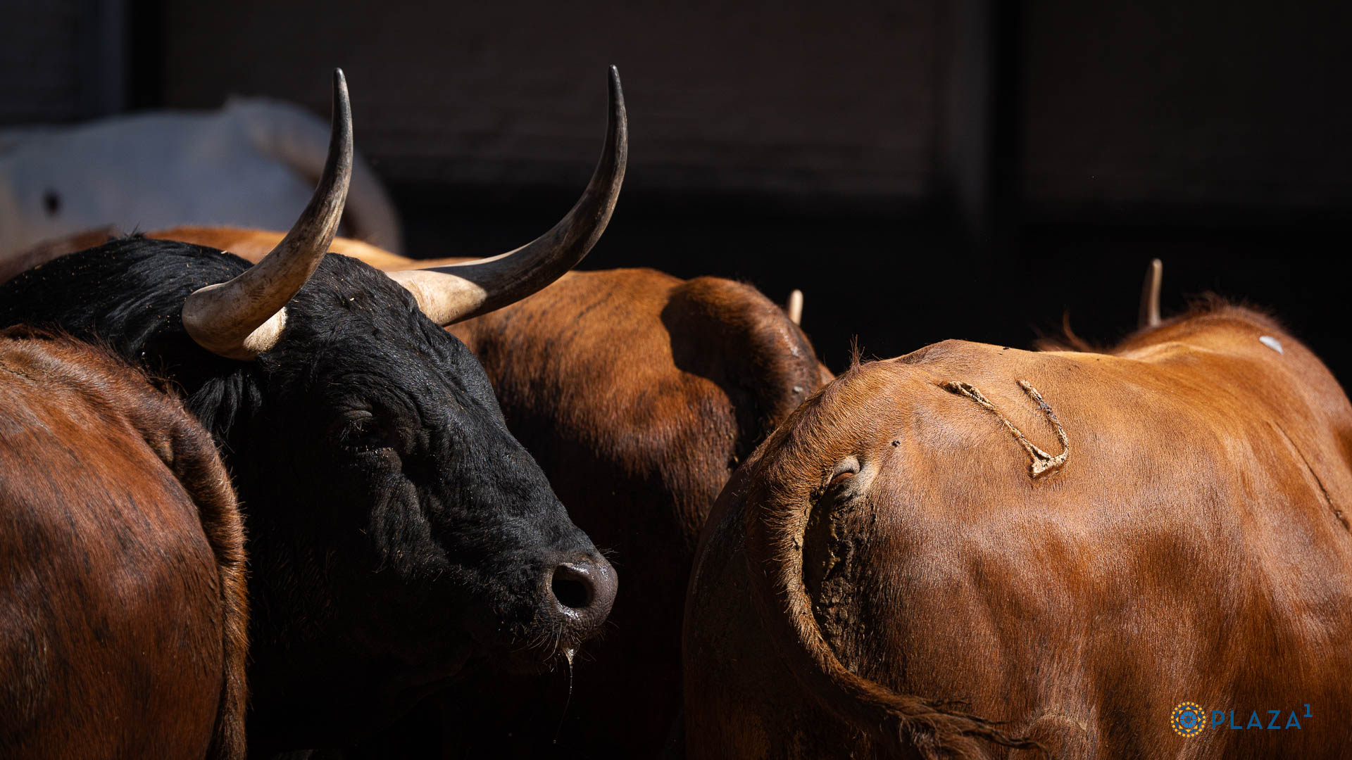 Seis de Garcigrande para la corrida de la Prensa en Madrid