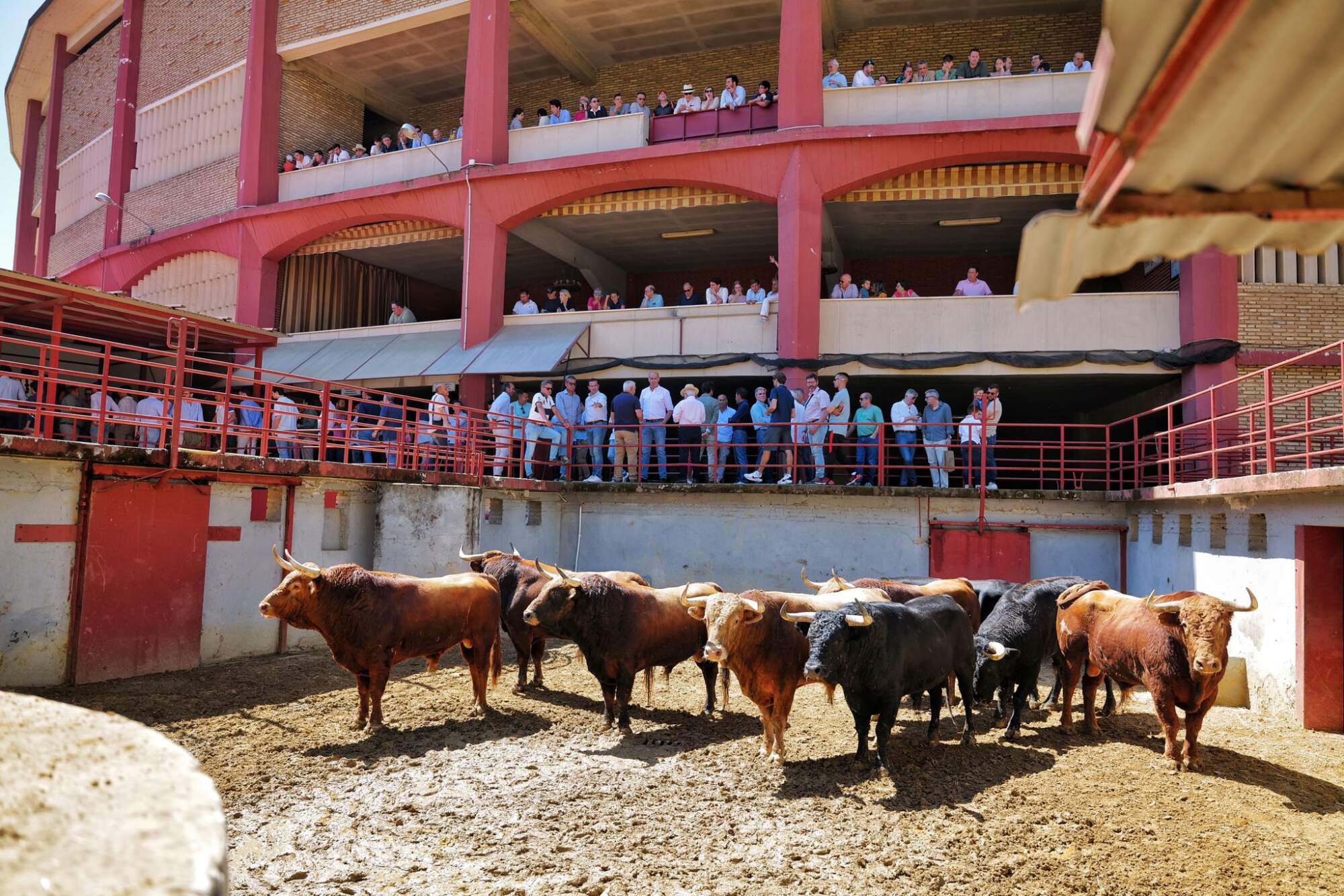"Meridoncillo" abre la corrida de El Pilar para esta tarde en Córdoba