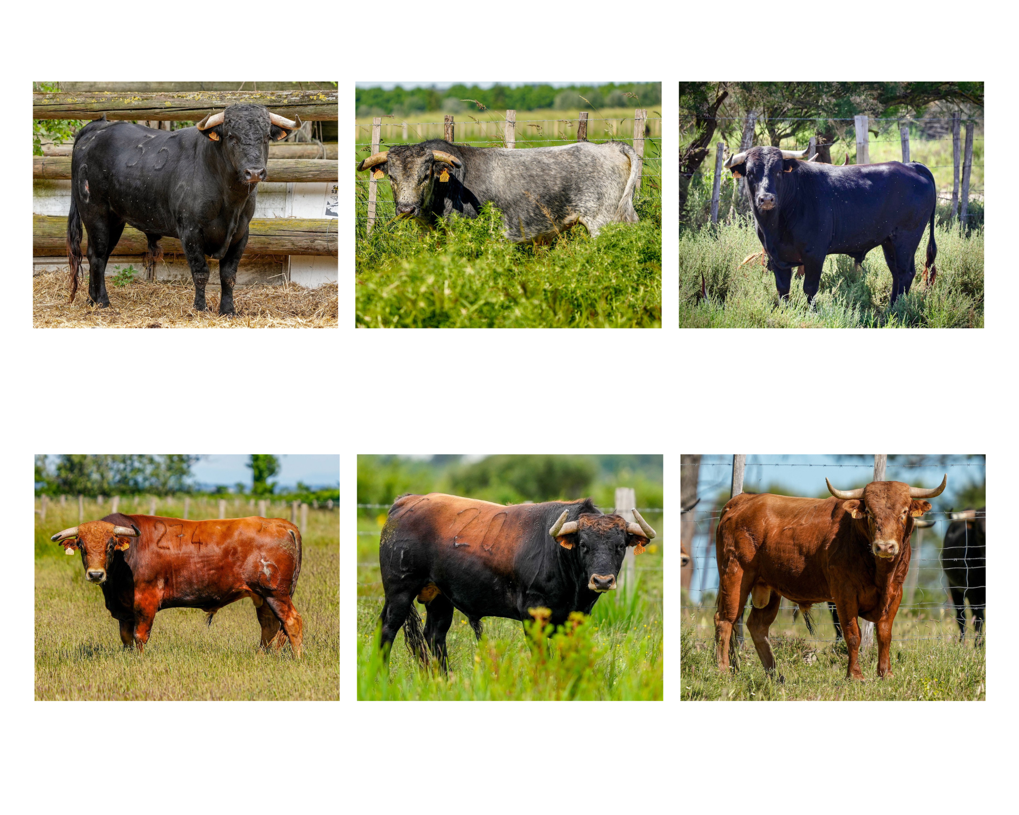 Estos son los novillos para la novillada de la Romería de Mauguio