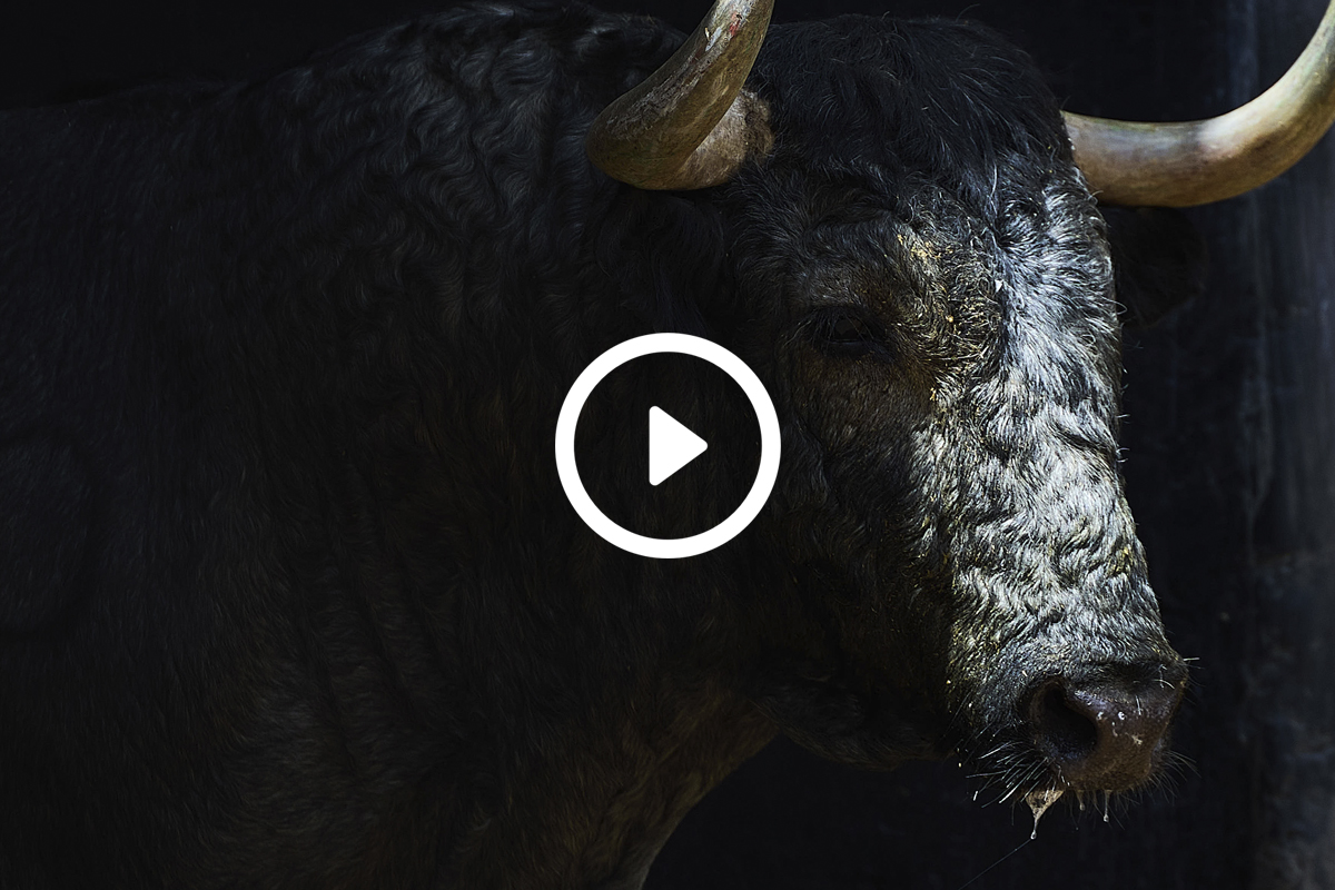 De "Planetario" a "Estudioso" los seis victorinos para esta tarde en Sevilla