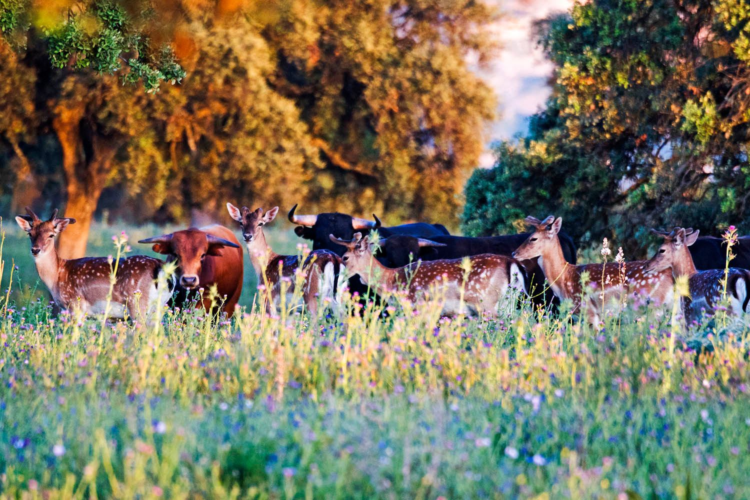 La RUCTL reivindica el papel crucial del toro bravo en la conservación del ecosistema y la biodiversidad en el Día del Medio Ambiente