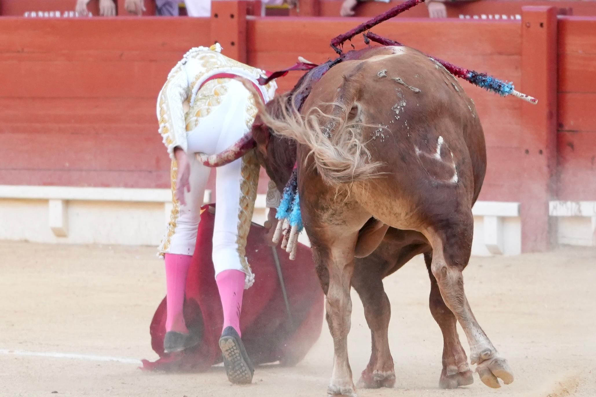 Marco Pérez, herido en Alicante tras una valerosa faena de oreja