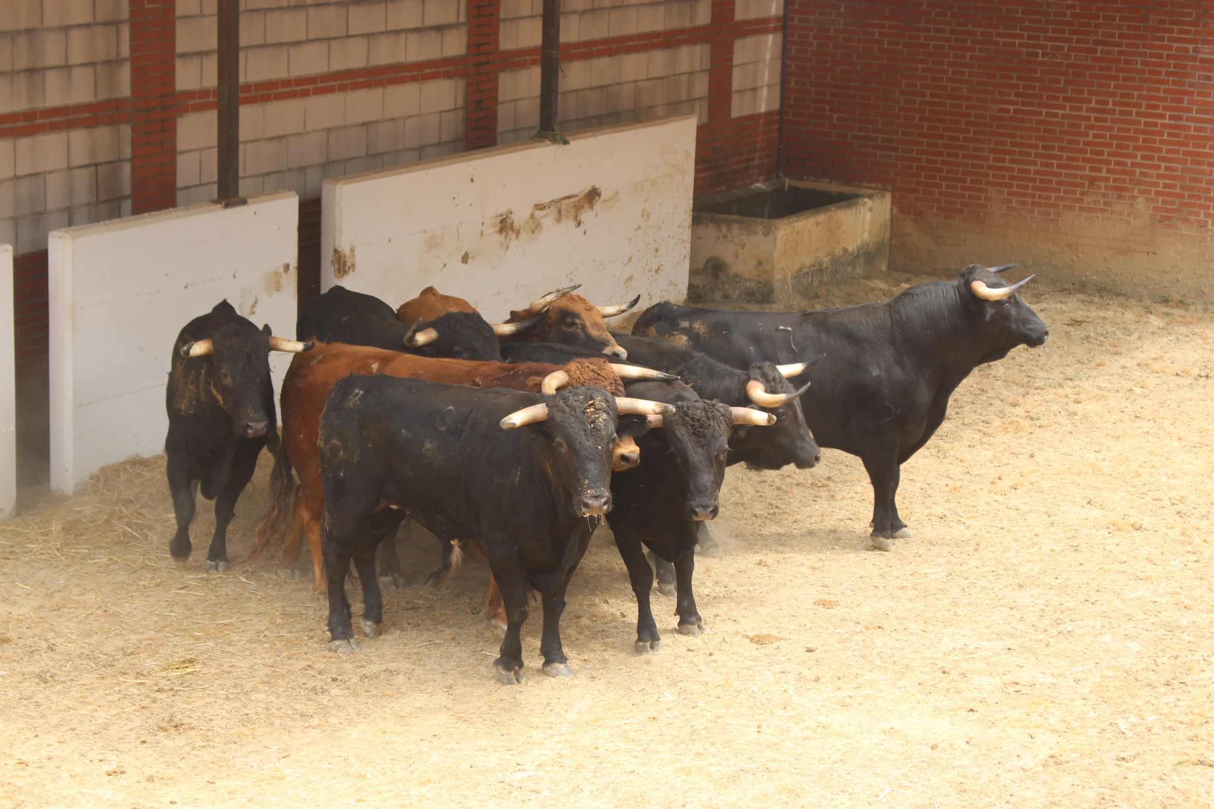 “Endiablado”, de Miguelín, abrirá la Feria Real de Algeciras