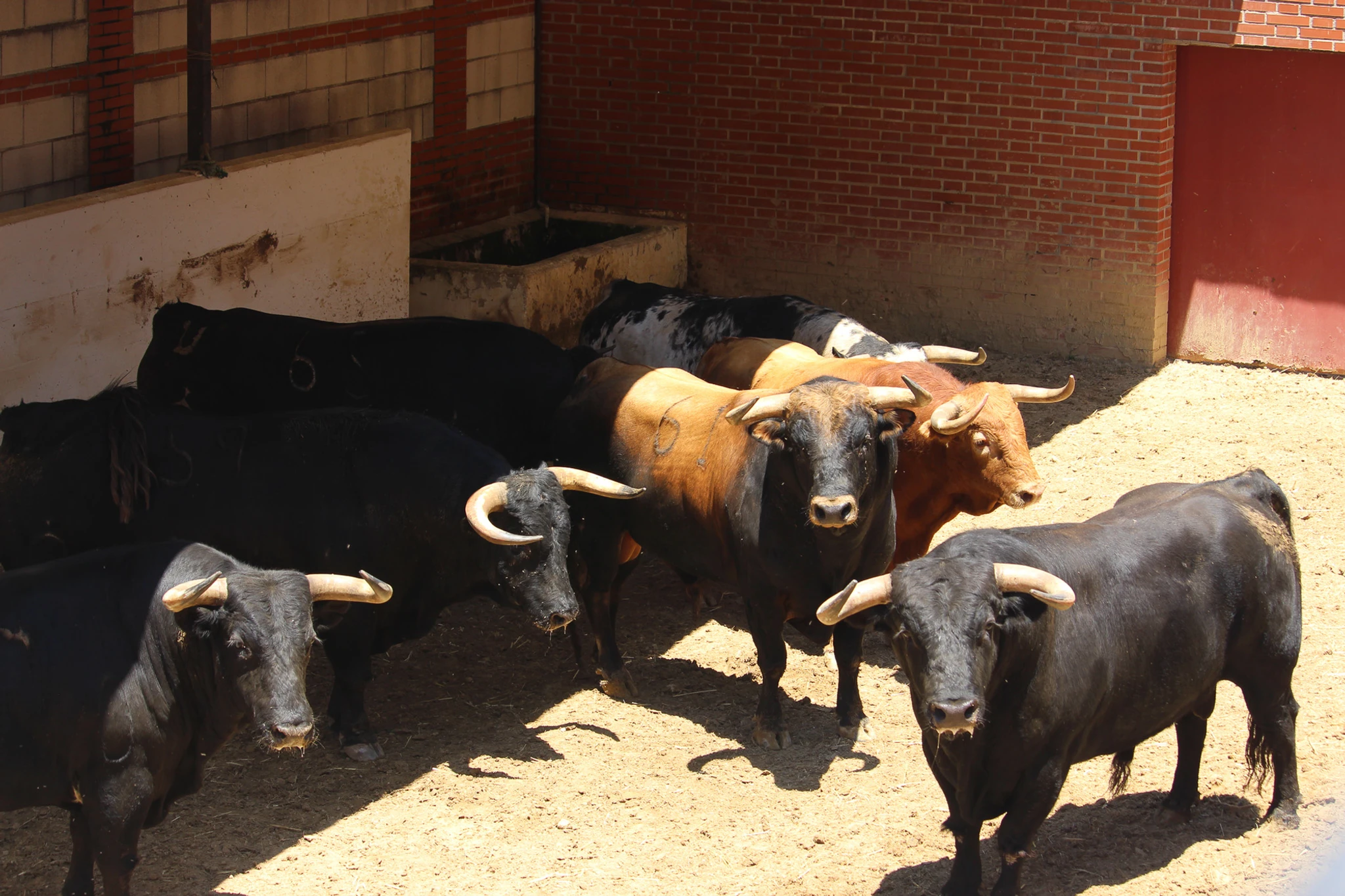 “Viñeto”, de La Palmosilla, abrirá la tarde en el tercer festejo de la Feria Real