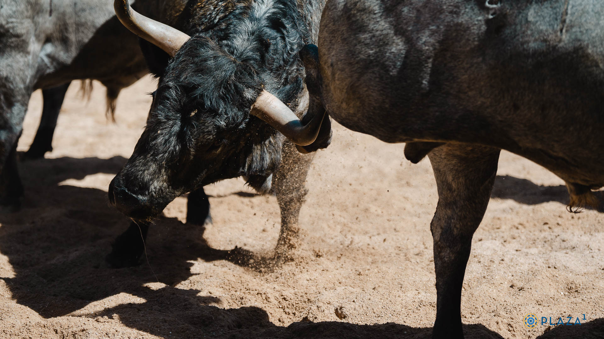 Toros de Adolfo Martín para la vigesimosexta de San Isidro 2025