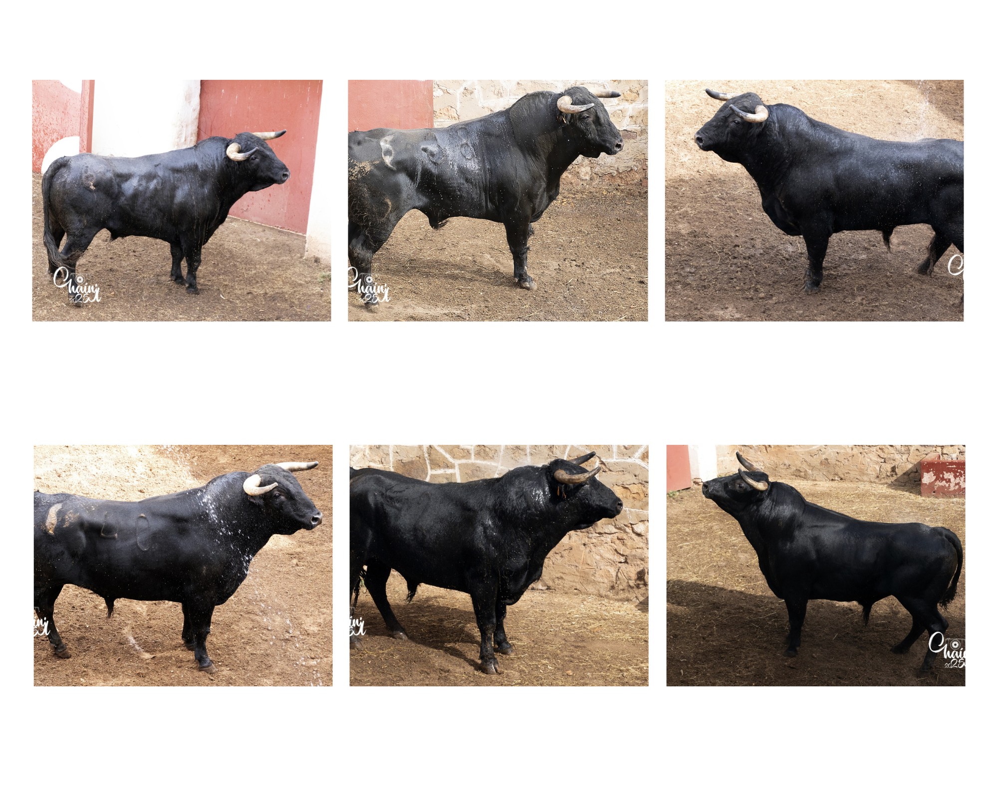 "Sardinero" de El Canario abre los rejones en Soria