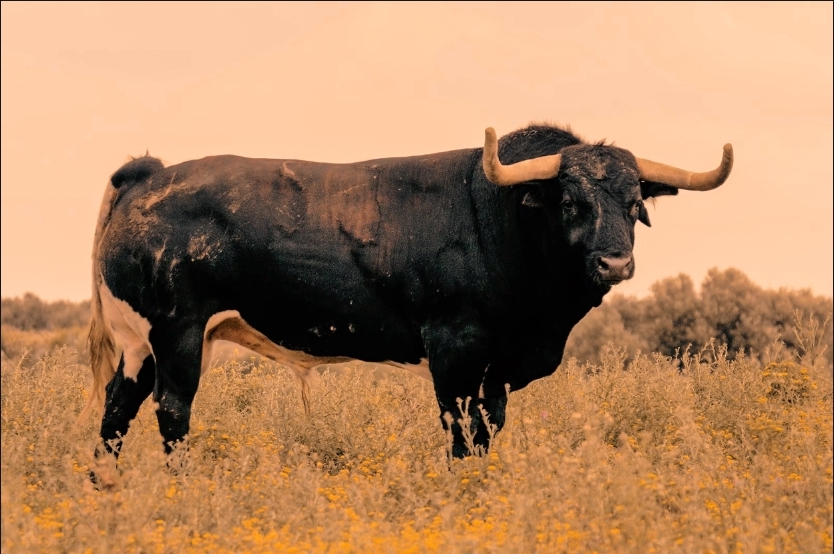 Mañana puedes visitar los toros de Benítez Cubero en los corrales de la plaza de toros de Jaén