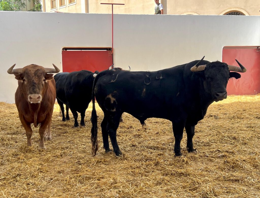 "Comunero" de Victoriano del Río, abre el orden de lidia en Alicante con la expectación desbordada