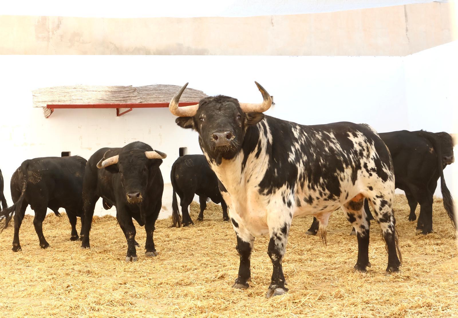 Tres toros del Puerto de San Lorenzo y tres de La Ventana del Puerto para el regreso de Morante de la Puebla a Alicante