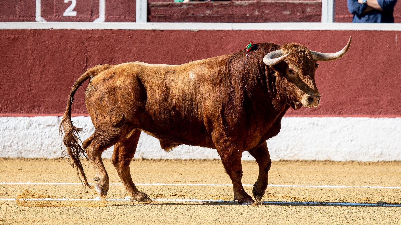 Sergio Rodríguez, triunfador de una Copa Chenel que reafirma el buen momento de las ganaderías madrileñas