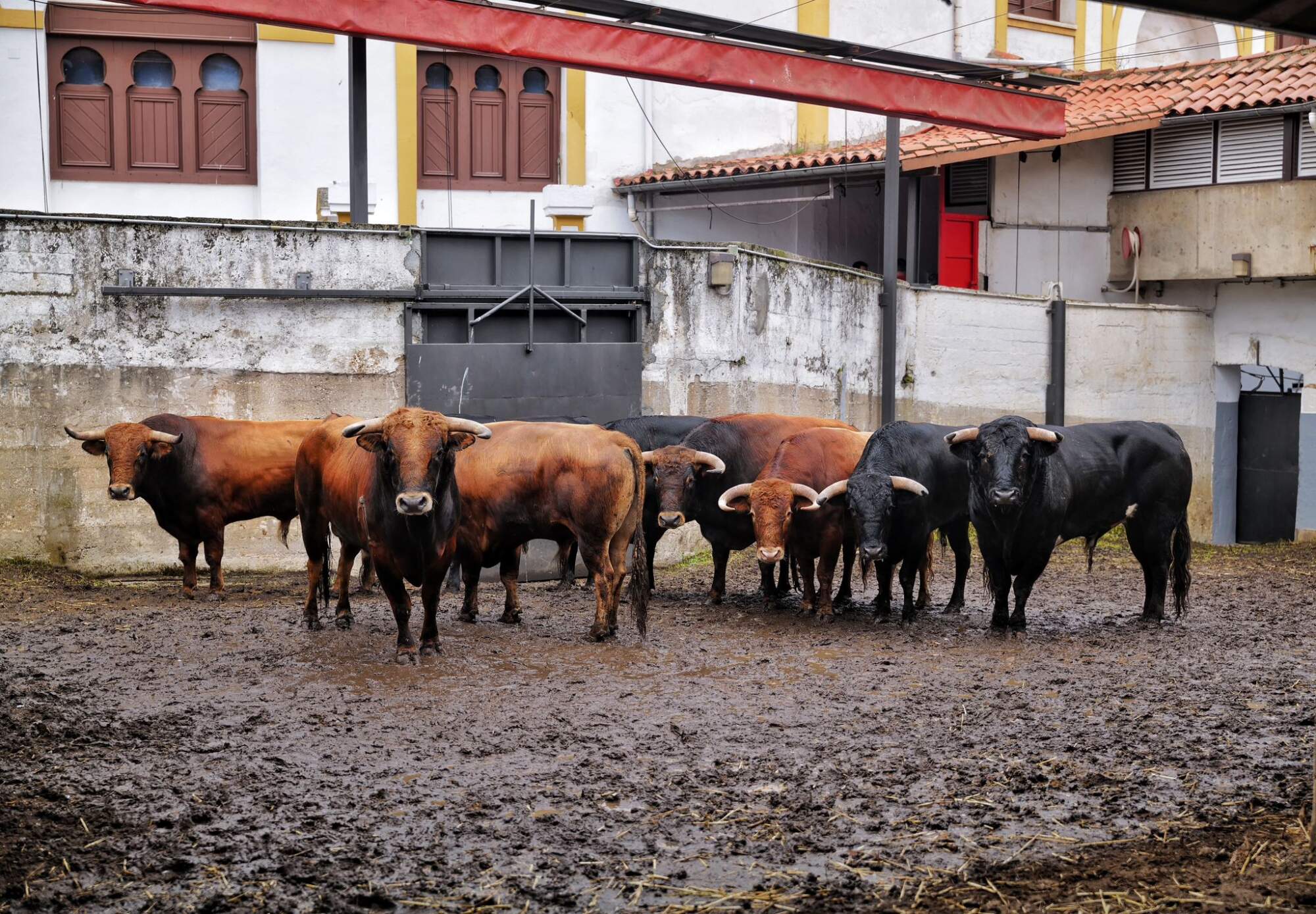 Seis novillos de El Parralejo abren la feria de Santiago en Santander