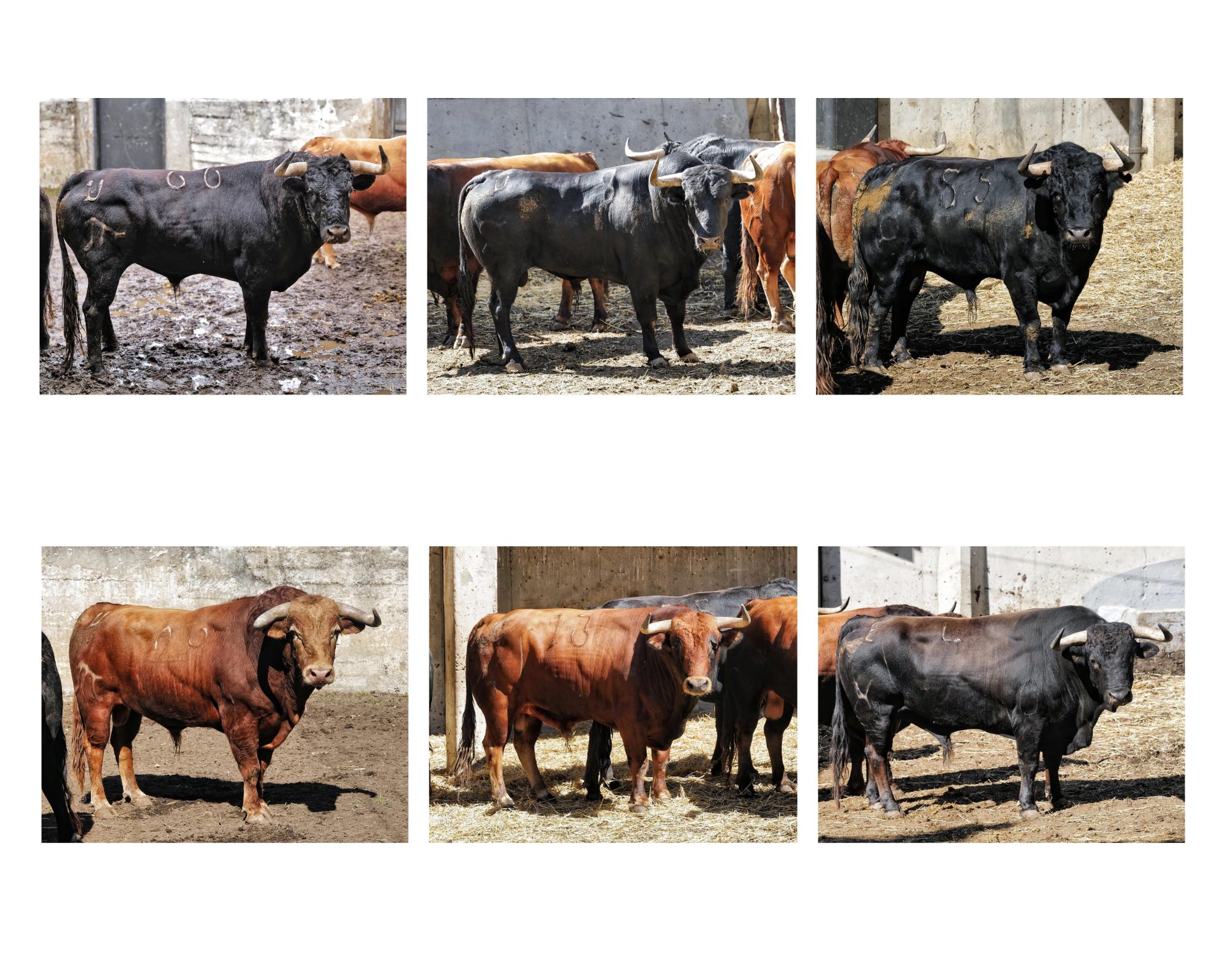 Sorteados los toros de Álvaro Núñez, Domingo Hernández y El Pilar para el mano a mano Juan Ortega , Morante en Santander