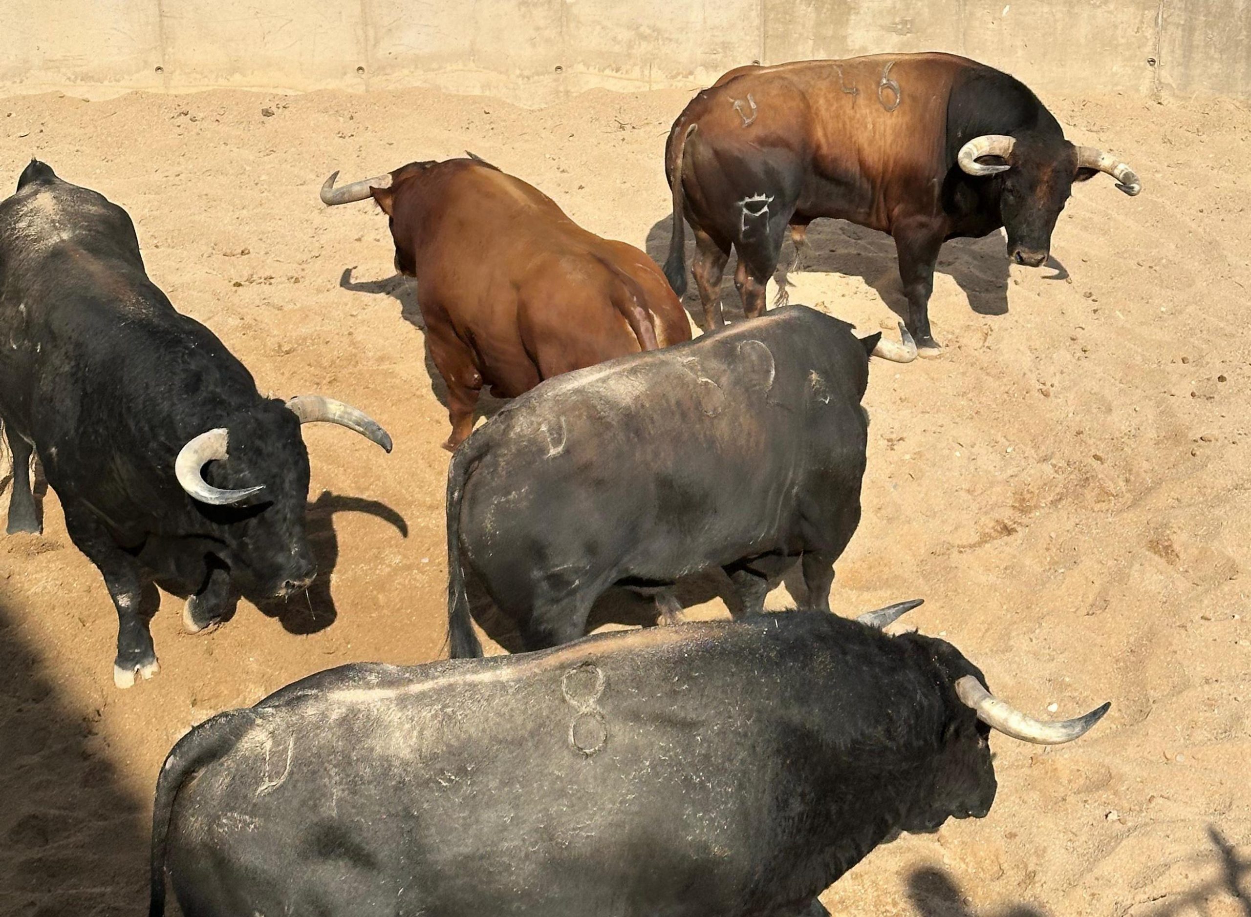 Seria corrida de Martín Lorca para cerrar la Feria de la Virgen del Prado
