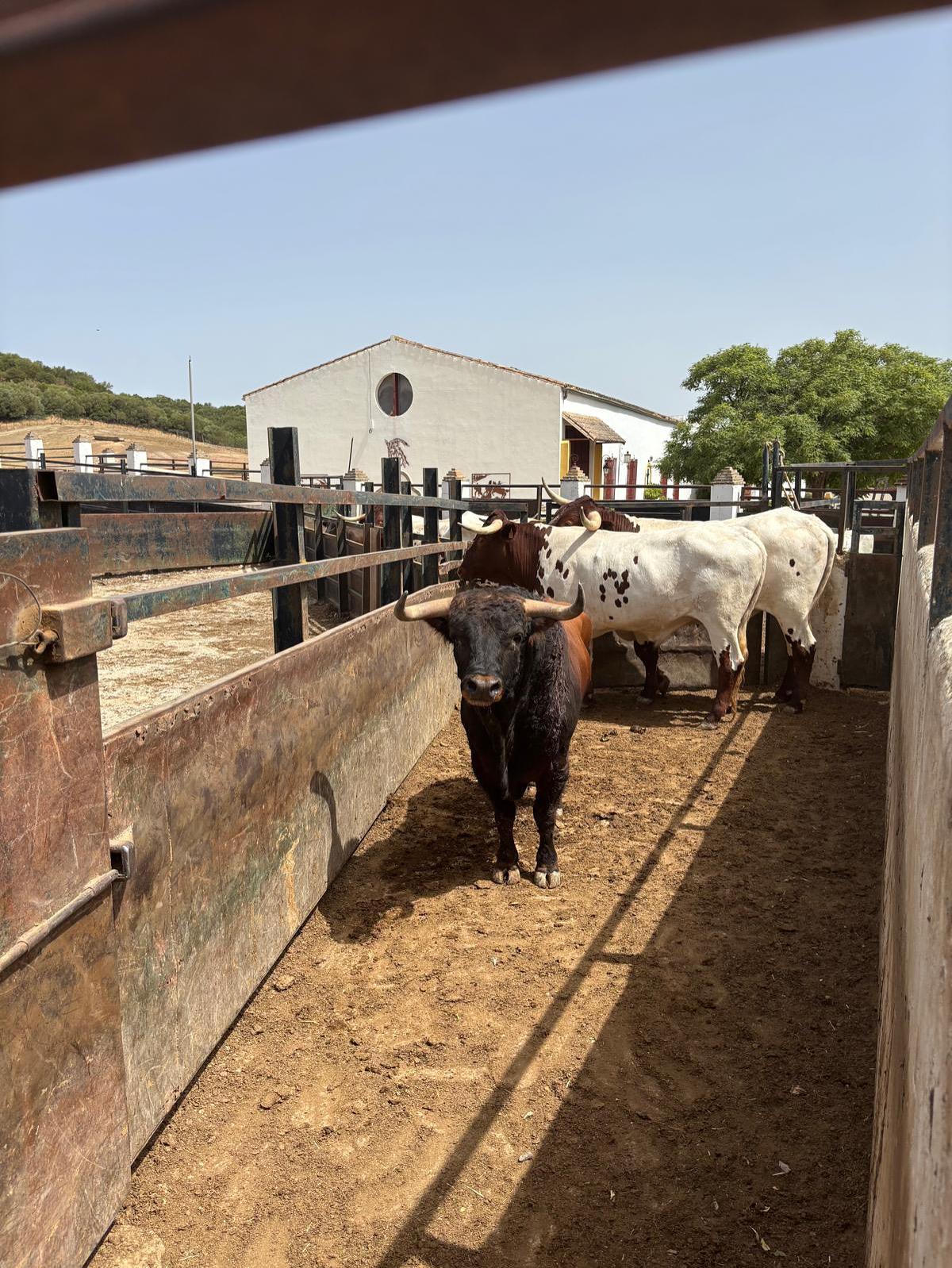 ‘Calderero’, el toro indultado en Inca, ya descansa en la Dehesa Los Romerales