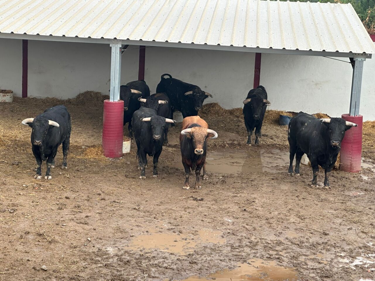 Seis de Fuente Ymbro para la novillada de Tarazona