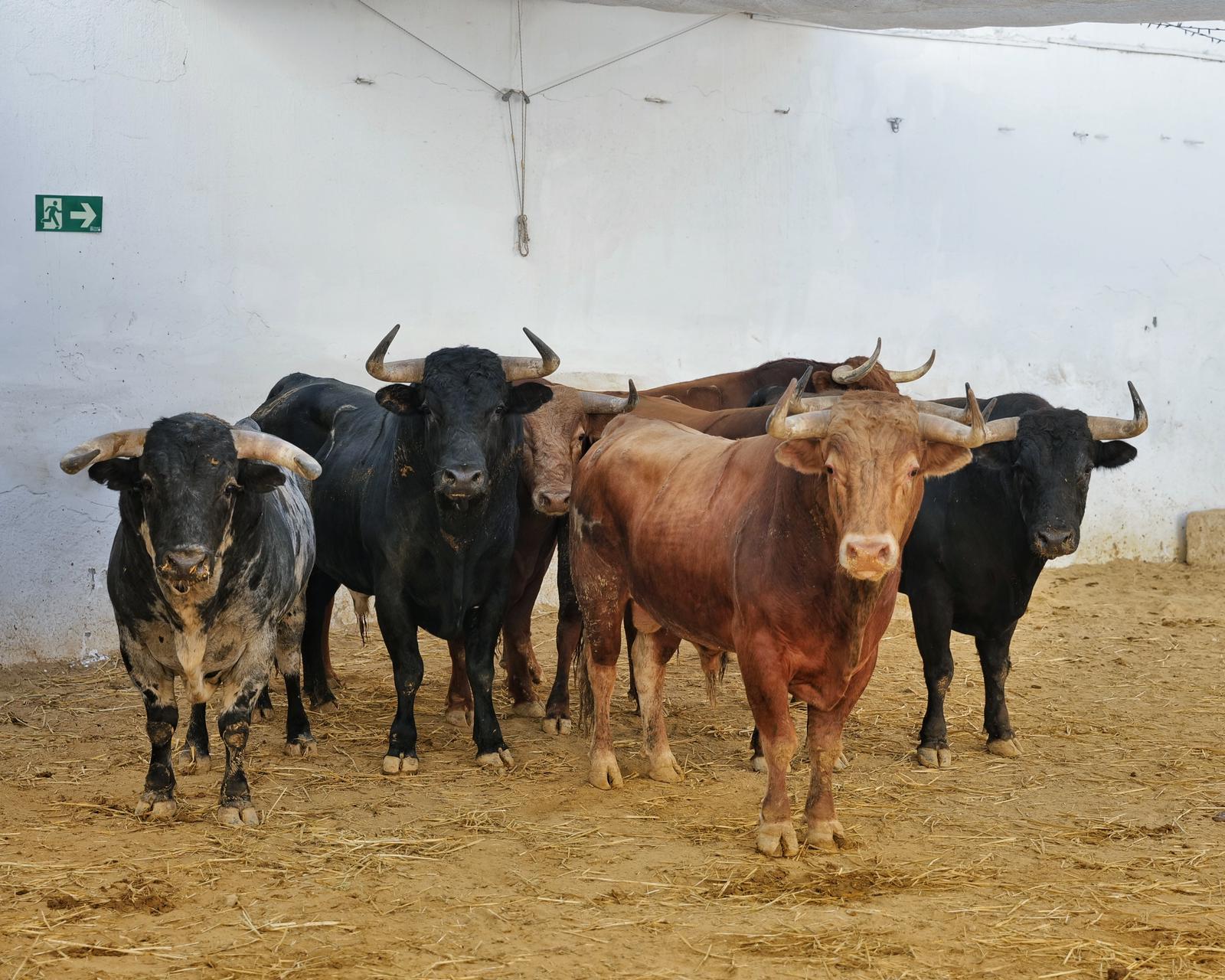 'Jacobero' de El Pilar pone punto y final a la feria de Almería