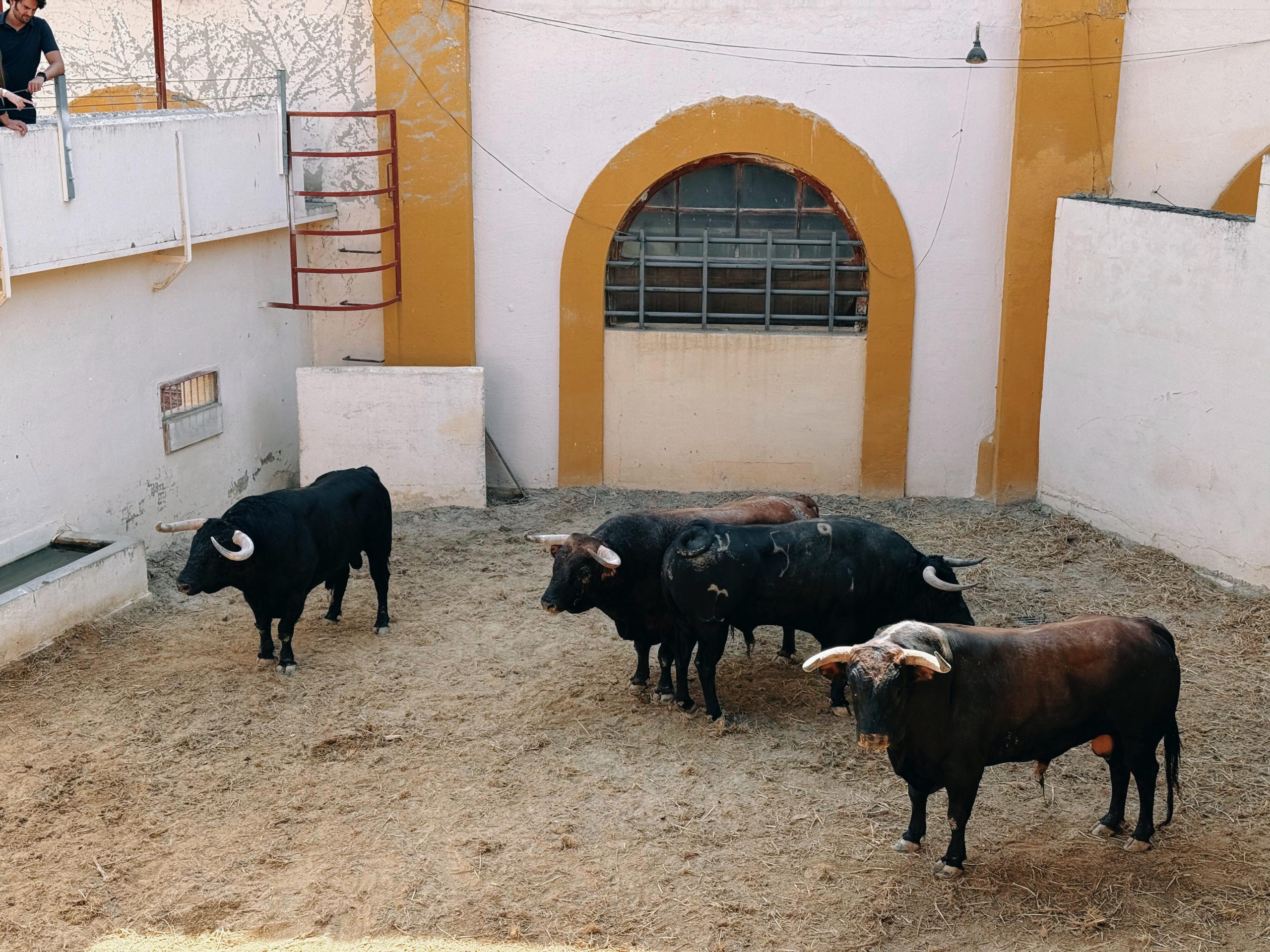 De 'Mensajero' a 'Mamarracho' los seis de José Cruz para el día grande en Huesca