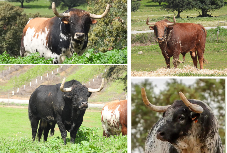 Cenicientos presenta los toros de Sobral para su Feria en honor de Nuestra Señora del Roble
