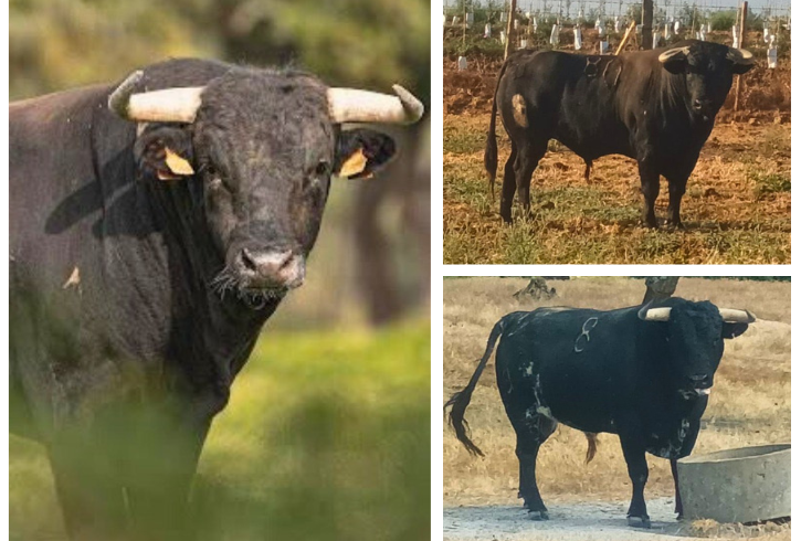 Las Torres de Cotillas acogen una encerrona con acento portugués y toros de respeto: ya se han revelado tres de los cuatro protagonistas