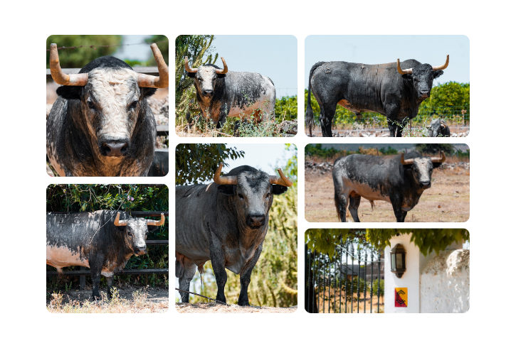 Los toros de La Quinta para Bilbao