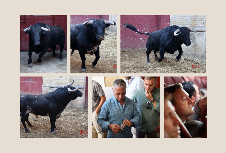 Seis toros de El Puerto y La Ventana para el mano a mano Juan Ortega vs Pablo Aguado