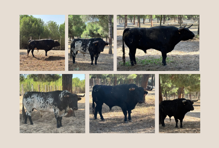 Desde el campo: así son los novillos de Eladio Vegas para Calatayud