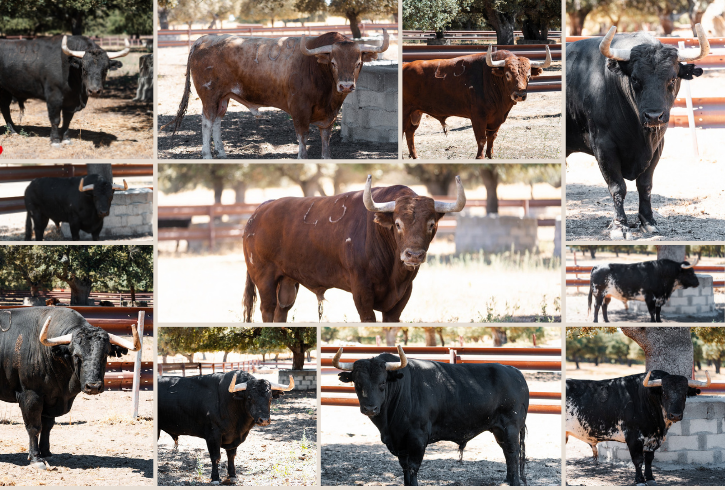 Garcigrande ultima en Alaraz los toros para su cita en Bilbao