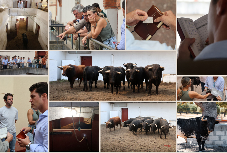 Seis novillos de La Cercada para abrir la Feria de Begoña