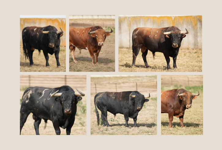 Los toros de Antonio Bañuelos para el día 16 en Baeza
