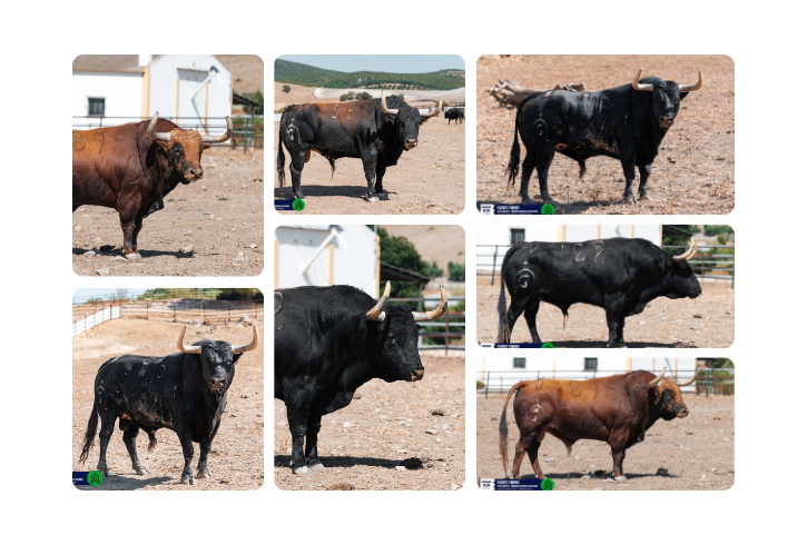 Así son los toros de Fuente Ymbro para Bilbao