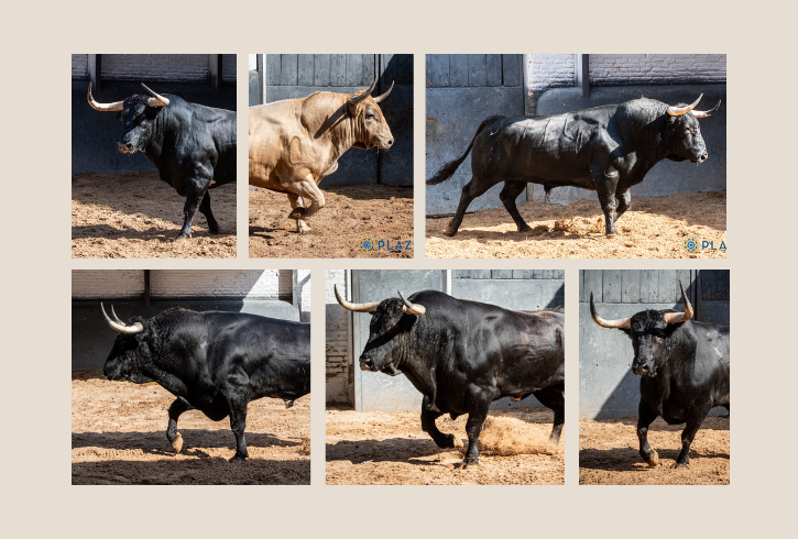 'Gustoso', de El Torero, para la confirmación de Lama de Góngora en Las Ventas