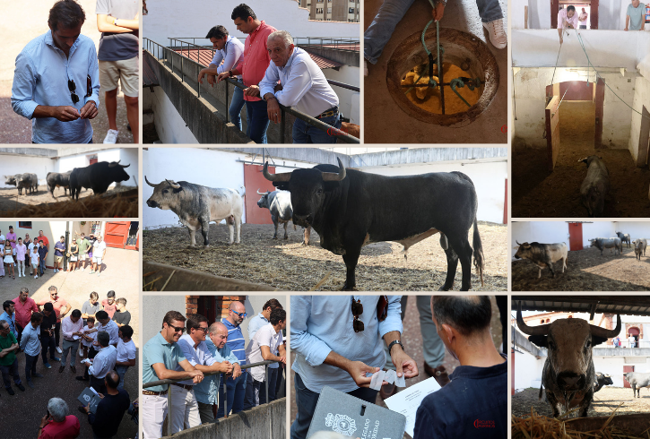 Listos los toros de La Quinta para el tercer festejo de la Feria de Begoña de Gijón