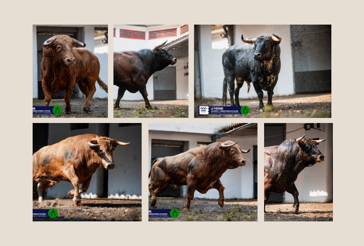 'Ecuánime' de La Purísima 'descorcha' la semana grande de Bilbao