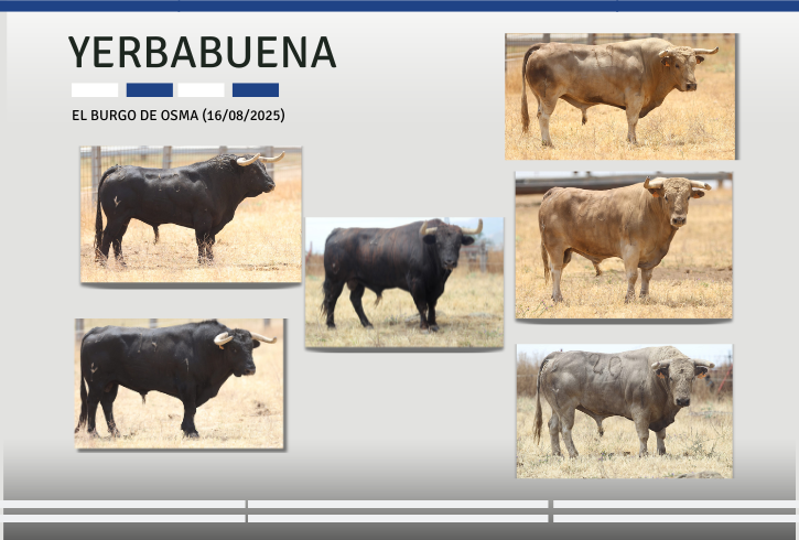 Entidad y Trapío de los de Yerbabuena para El Burgo de Osma (Fotos)